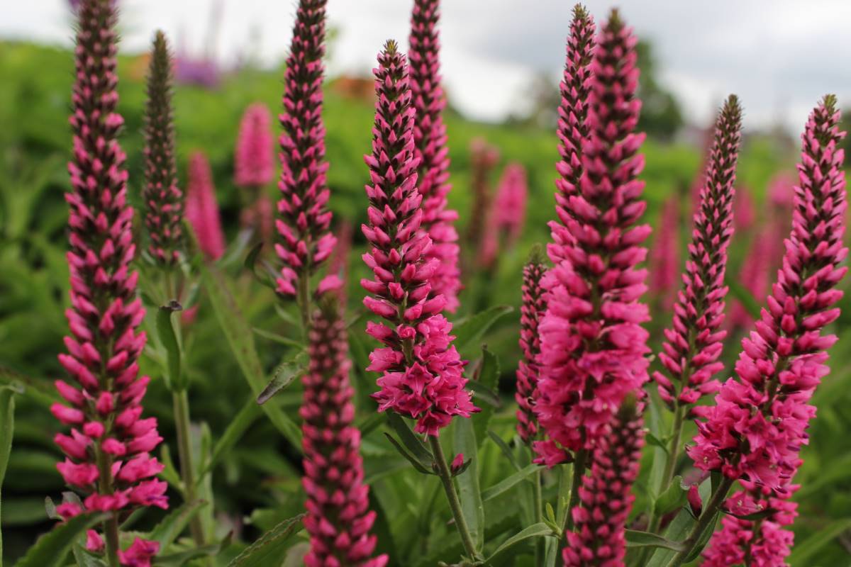 Veronica spicata 'Younique Baby Red'